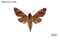 藏品(蘭嶼島的昆蟲相)的圖片